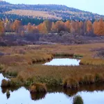 Kodinomainen Juoksenki, Napapiiri, Lappi * Juoksenki