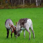 Σπίτι διακοπών Kodinomainen Juoksenki, Napapiiri, Lappi Juoksenki