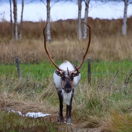 Kodinomainen Juoksenki, Napapiiri, Lappi Vakantiehuis