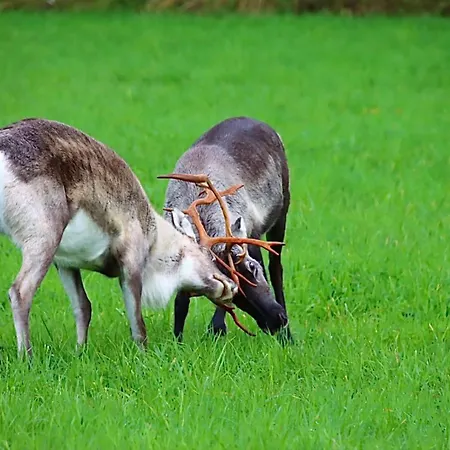 Kodinomainen Juoksenki, Napapiiri, Lappi Vakantiehuis