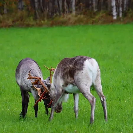 Vakantiehuis Kodinomainen Juoksenki, Napapiiri, Lappi Juoksenki