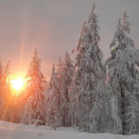 Kodinomainen Juoksenki, Napapiiri, Lappi Juoksenki