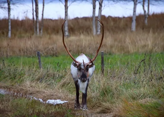 Kodinomainen Juoksenki, Napapiiri, Lappi 度假居