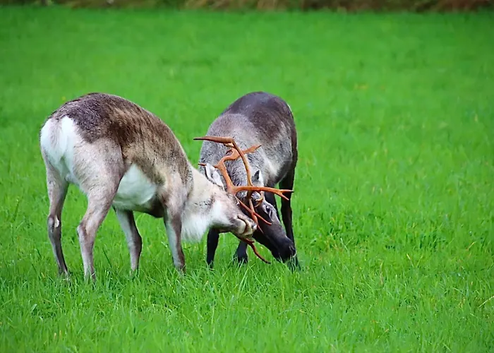 Kodinomainen Juoksenki, Napapiiri, Lappi 度假居