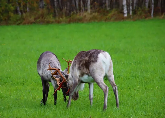 度假居 Kodinomainen Juoksenki, Napapiiri, Lappi Juoksenki